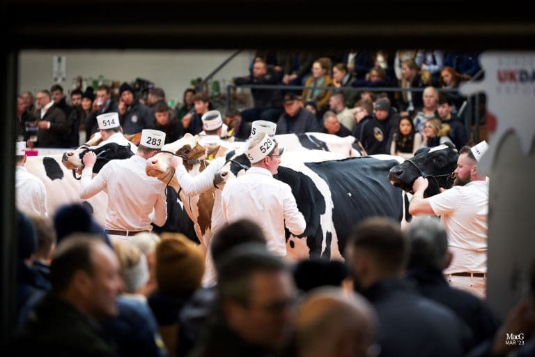 Noted Line Up Of Entries From South West Scotland To Compete In The 2024 Borderway Uk Dairy Expo