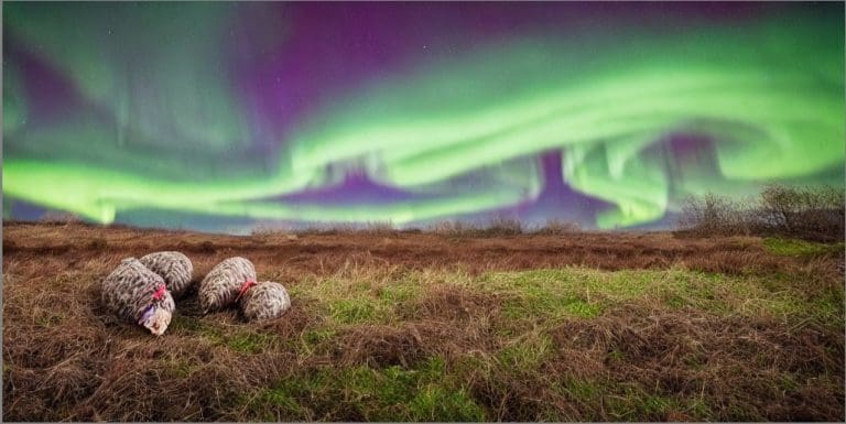 SPATE OF AURORA SIGHTINGS BLAMED ON HAGGIS FARTS