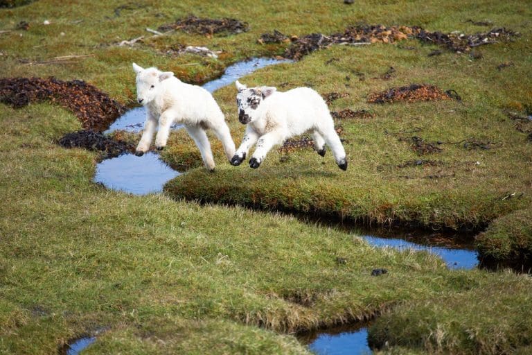 Call For Dogs To Be Kept On Short Leash In Countryside