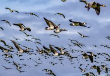 Enjoy Easter at WWT Caerlaverock and say Goodbye to the Geese