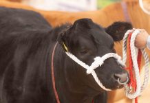 Entries from South West Scotland to Attend the Biggest Beef Expo Ever