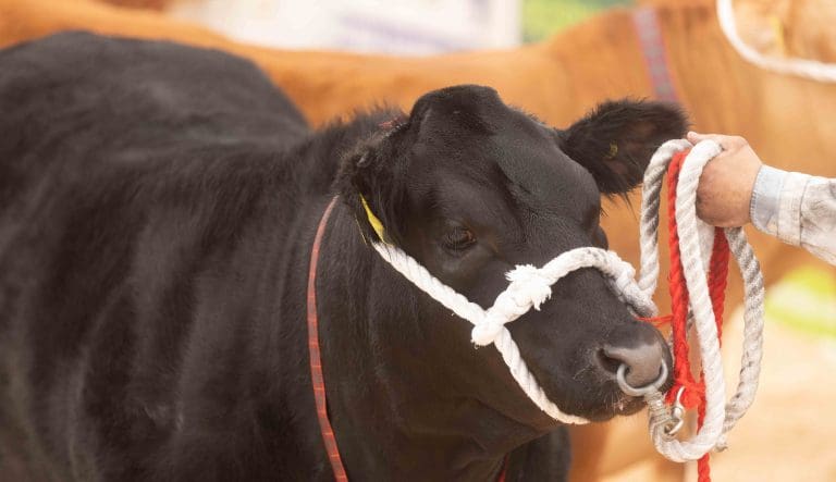 Entries from South West Scotland to Attend the Biggest Beef Expo Ever