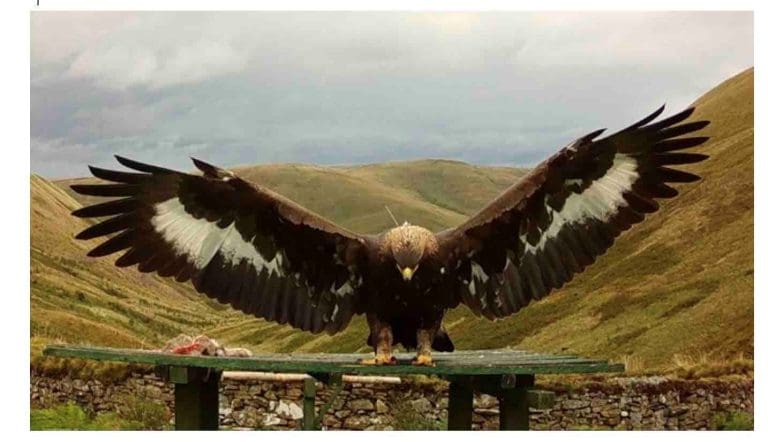 Persecution Suspected In Disappearance Of Merrick The Golden Eagle