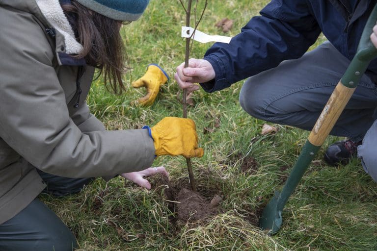 Grant Scheme Helps Get 9000 New Trees Planted