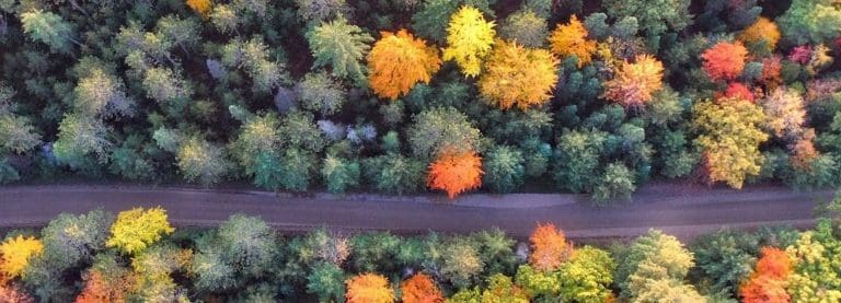 Essential Woodland Maintenance On The A701 At Tinwald Downs Starts
