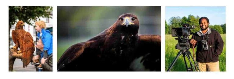 Strictly Come Eagles – new record number of golden eagles revealed in southern Scotland as headliner announced for prestigious UK wildlife festival