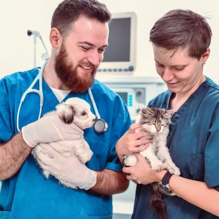 Scotland’s First New Vet School in Over a Century Opens Applications