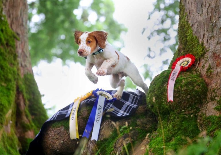 Look forward to a Paw-fect weekend at Galloway Country Fair