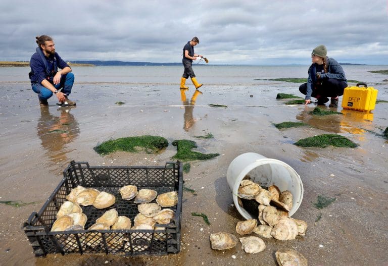 Nature at the heart of Stranraer Oyster Festival