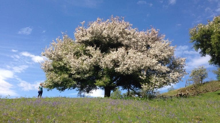 Using DNA Testing To Measure The ‘wild-ness’ of 100 Dumfries & Galloway Crab Apple Trees