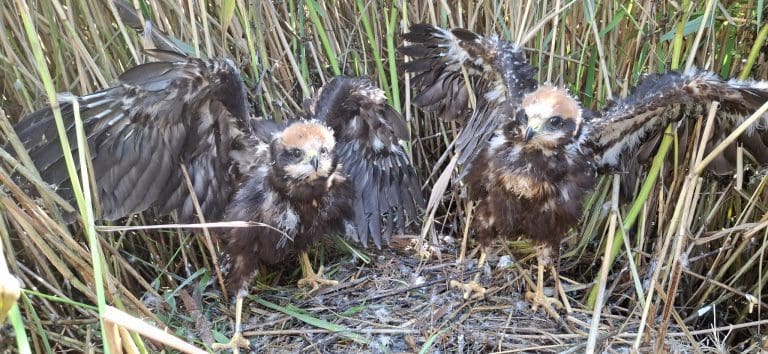 Breeding success for Marsh Harrier pair