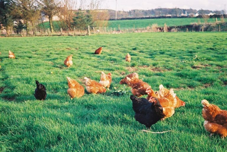 New Registration Requirement For All Keepers Of Birds To Apply To Large & Small Flocks