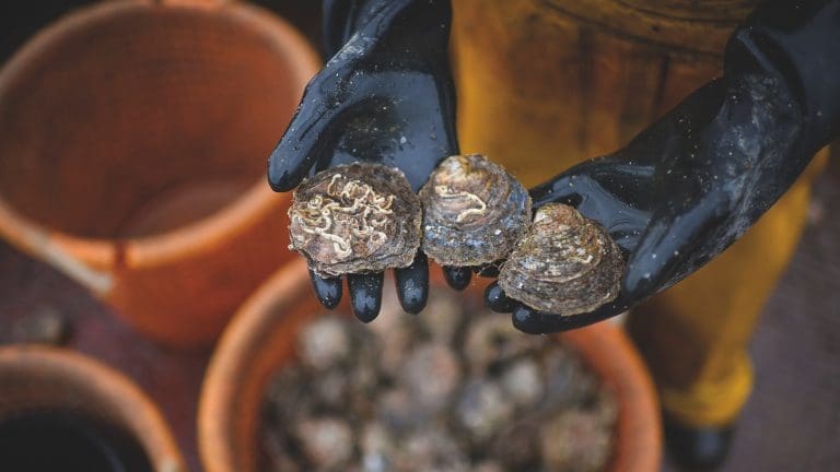 Creativity Celebrates The Underwater Mysteries Of The Solway