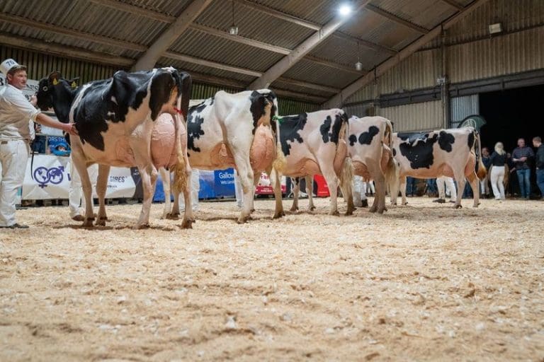 Impressive Display of Stock at South West Scotland Dairy 2024