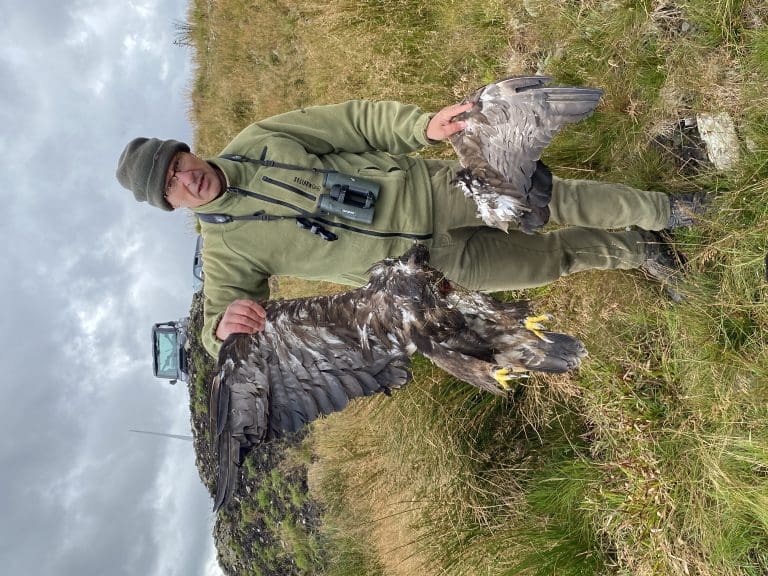 Golden Eagle Killed By Wind Turbine in Galloway
