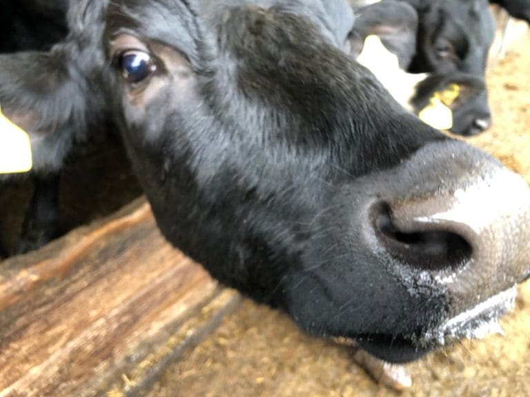 Single Case Of BSE Confirmed In Dumfries & Galloway