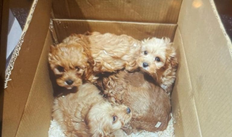 24 Puppies Rescued From Under Lorry at Cairnryan