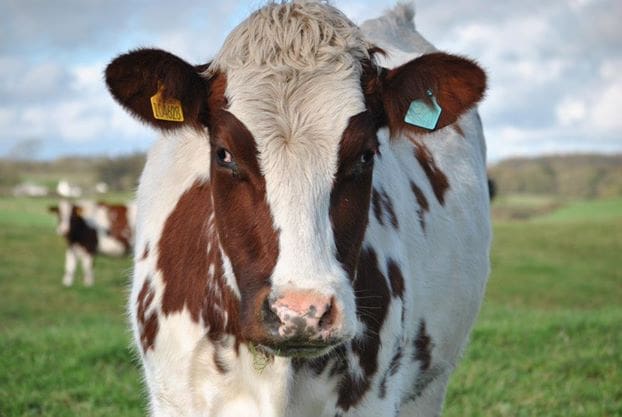 GERMAN 'FOOT AND MOUTH' CASE CAUSES CONCERN FOR REGIONS LIVESTOCK FARMERS