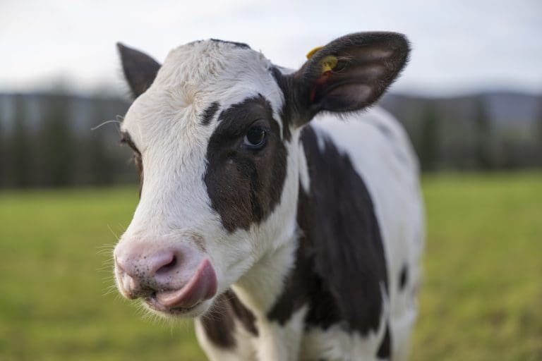 DUMFRIESHIRE BORN CALF COULD BE KEY DAIRY INDUSTRY NET ZERO FUTURE