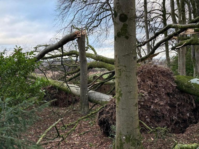 60 Trees Damaged by Storm at Threave Gardens