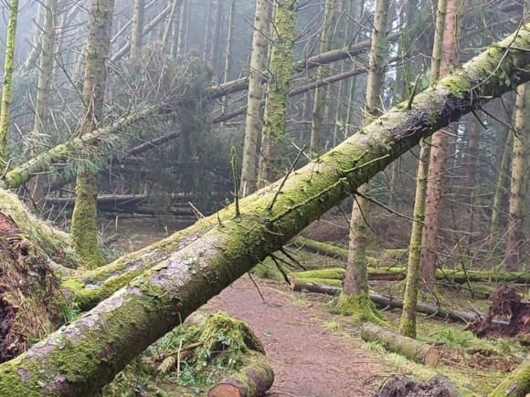 FLS Asks Visitors To South Scotland Forests To Check Storm Damage Updates Before Arriving