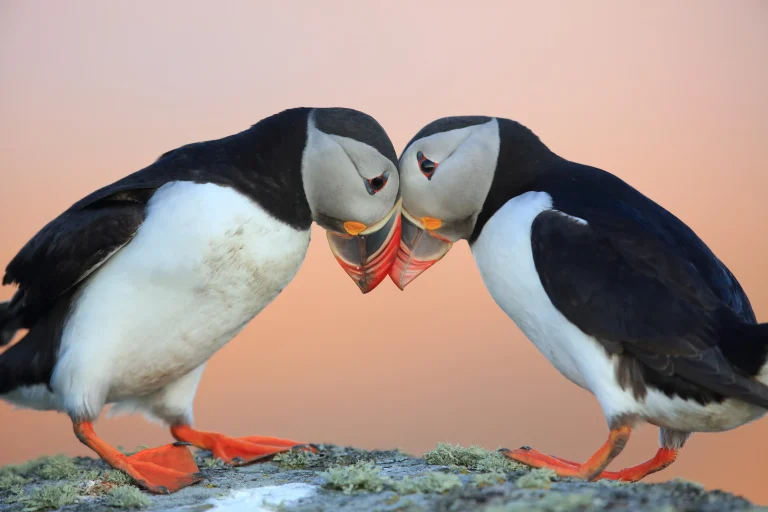 The RSPB Scotland Nature of Scotland Awards 2025 are now open for entries!