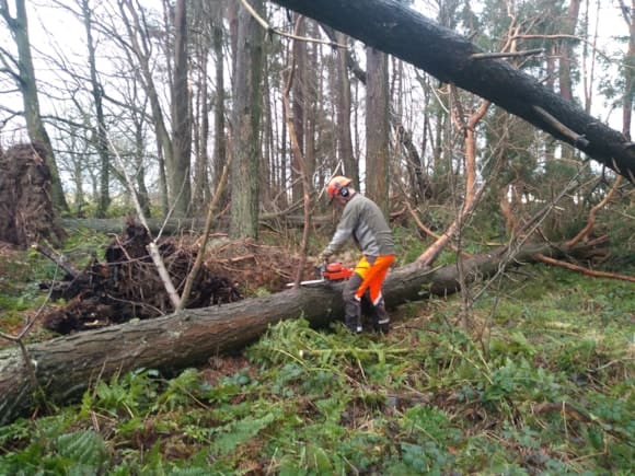 Windblow Contingency Plan Stood Down After Storm Eowyn