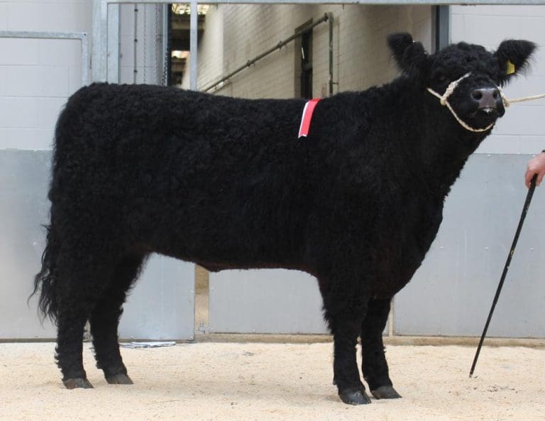 Barlaes Katie Is Record Breaking Galloway For Bob