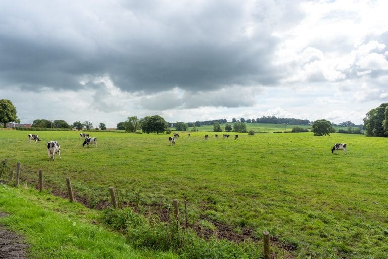 Golden Dairy Farm Opportunity Crops up In Dumfrieshire