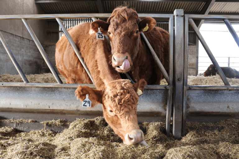 New study reveals that beef, lamb, milk and eggs are most vulnerable to lab-grown competition