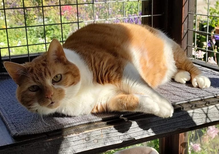 Overlooked Cats Still Waiting For Homes After Three Months