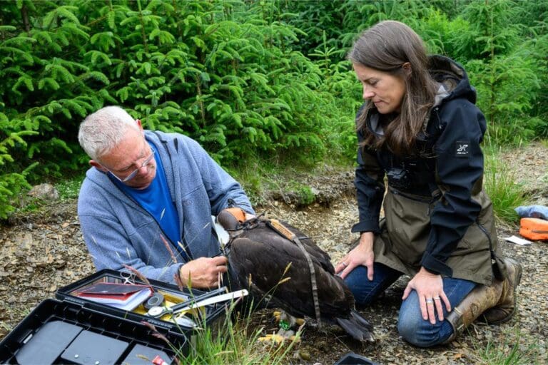 Conservation Success for Moffat as Sir David Attenborough Marks New Eagle Era