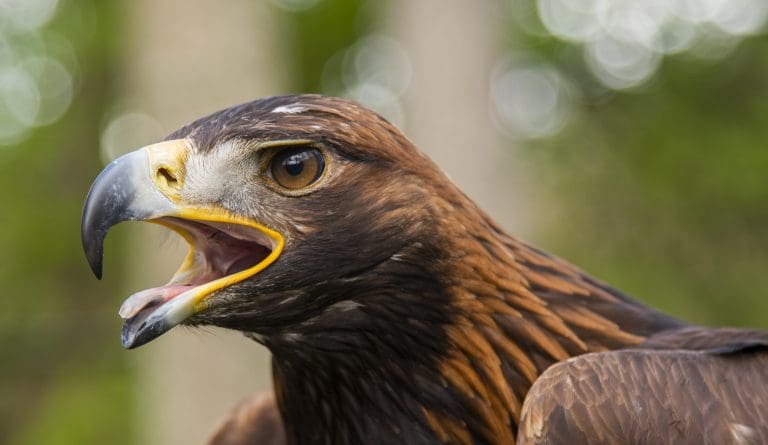 Police Appeal Launched To Trace Missing Golden Eagle