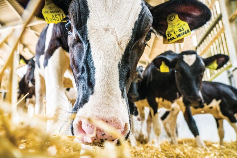 SRUC Launches World’s First Open Source Digital Twin for Dairy Farming