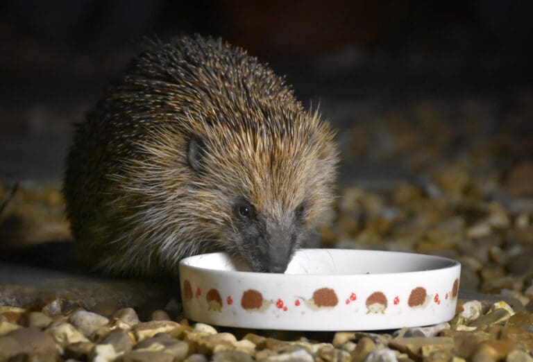 New Golden Hedgehog conservation initiative launches in Dalbeattie