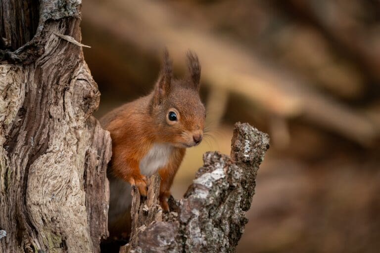 Don’t Be Shy – Save Our Red Squirrels!  