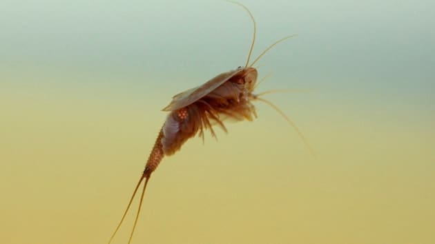 Just add water: heavy rainfall revives ancient species on the Scottish Solway Coast