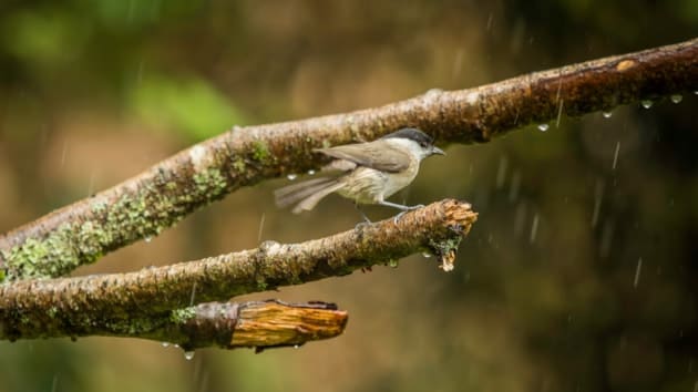 New nature site Created In South West Scotland
