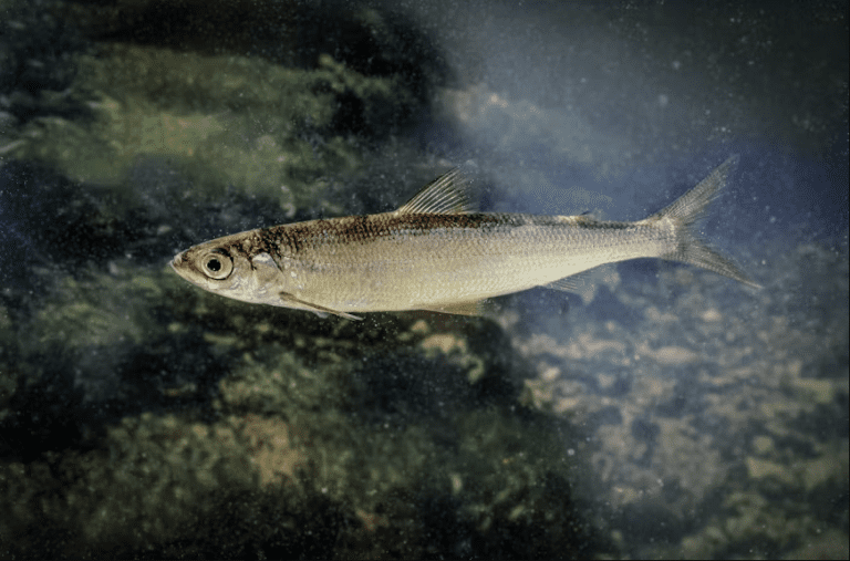 Rare ice age fish thriving at Grey Mare’s Tail