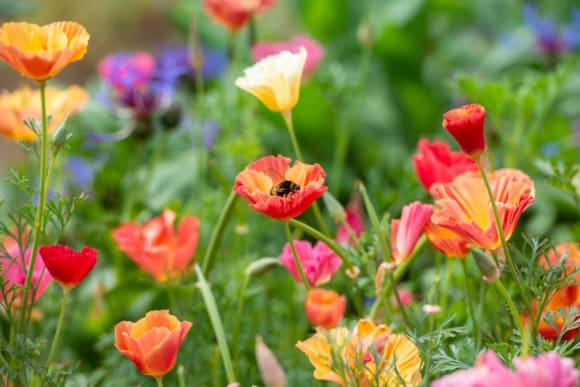 Shining a light on community growing across Dumfries and Galloway