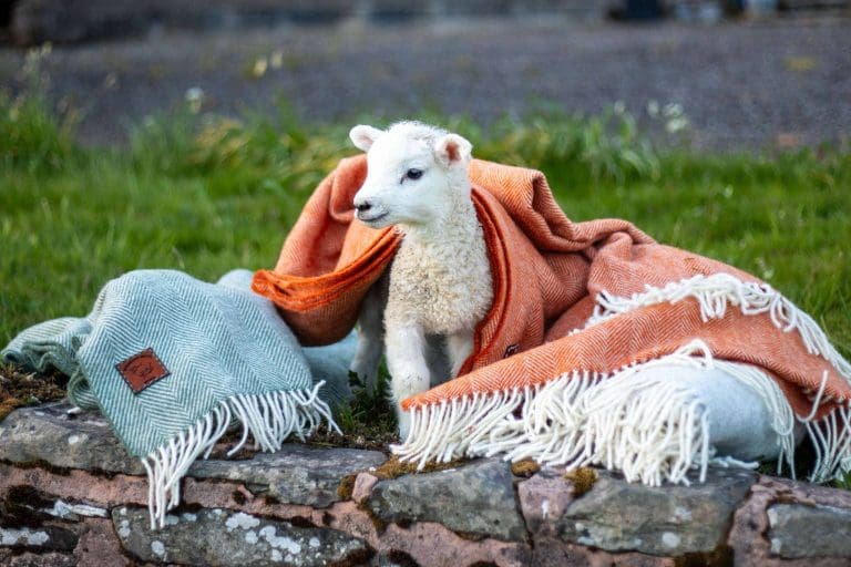 Langholm To Hold New Festival to Celebrate Wool, Textiles and Landscape