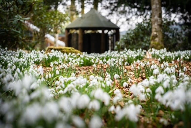 Drumlanrig Castle & Country Estate Celebrates the first signs of Spring with Snowdrop Walks and NEW Photography Competition