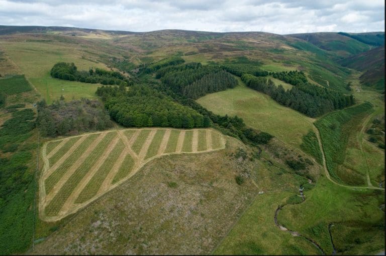 New Study Shows That Extensive Tree Planting Would Be Necessary To Achieve Net-zero Carbon Emissions In Scotland’s Livestock Sector By 2050