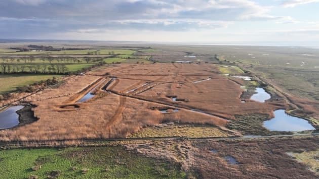 Dumfries and Galloway Reedbed reboot leads to rare raptor return