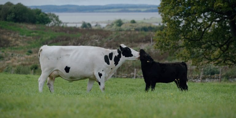 A Dairy Story