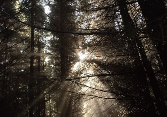 Views sought on Beattock forest plans