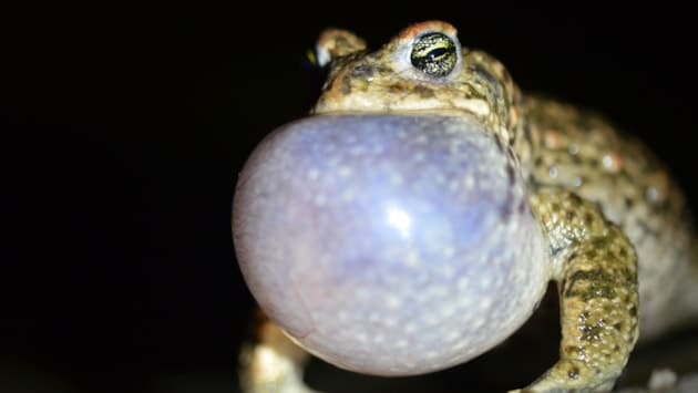 New Winter Homes Built For Powfoot Natterjack Toads